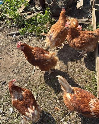 Galline ovaiole