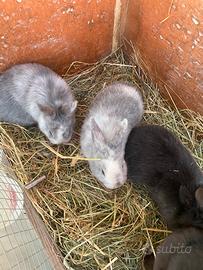 Coniglietti nani disponibili