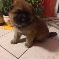 Incrocio Pastore tedesco-Akita Inu