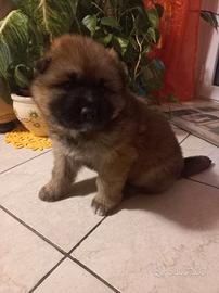 Incrocio Pastore tedesco-Akita Inu