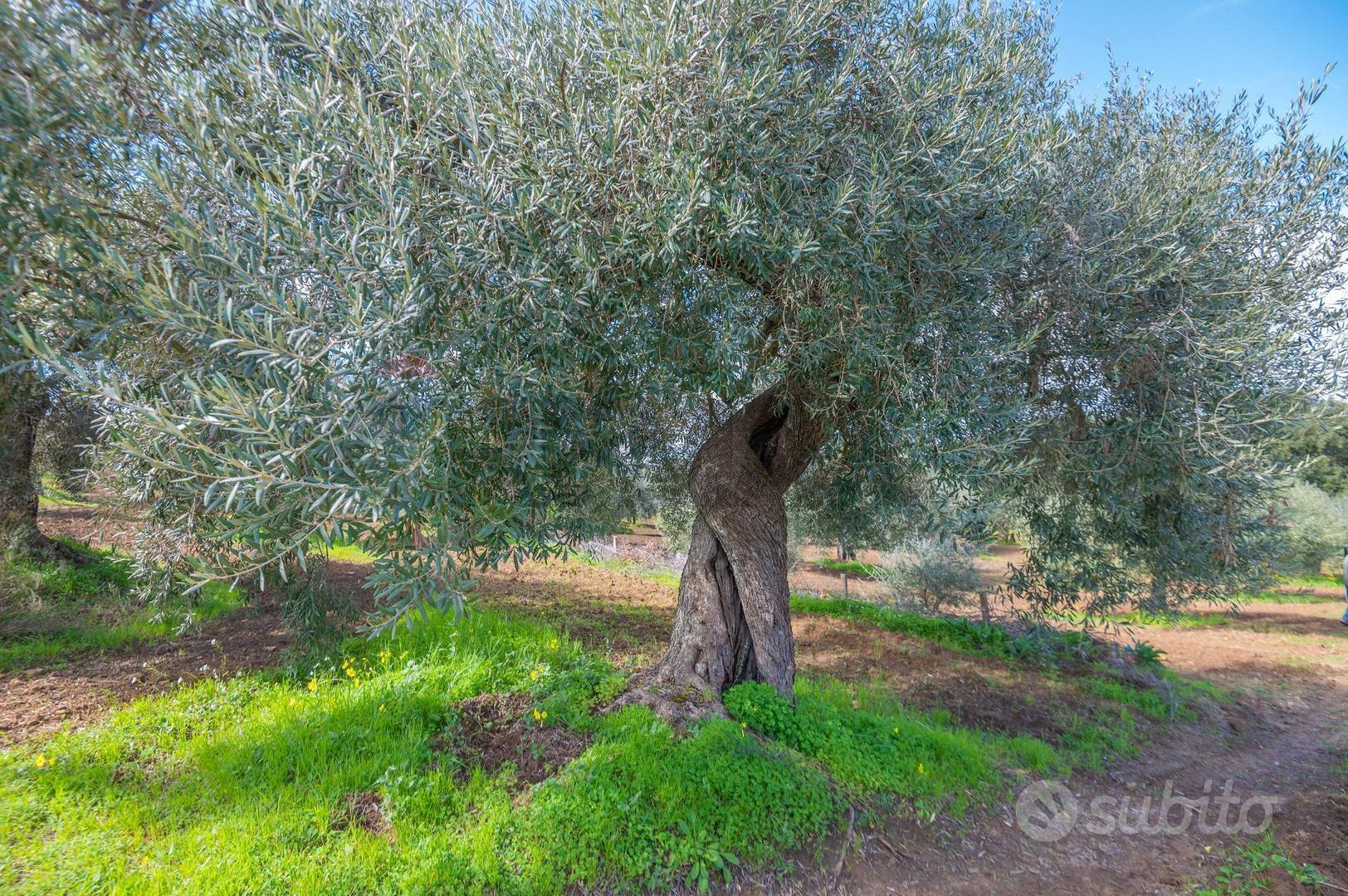 Terreno - Caltagirone - Vista 5