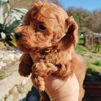 Barboncini nani/Toy red