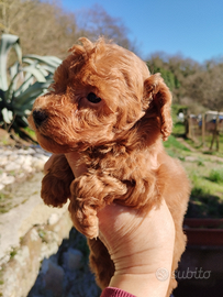 Barboncini nani/Toy red