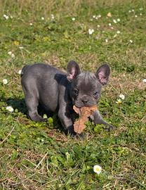 Ultima cucciola di Bulldog francese