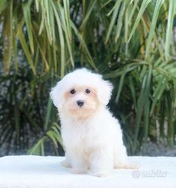 Cuccioli di maltese