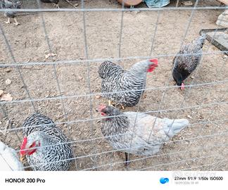 Galline