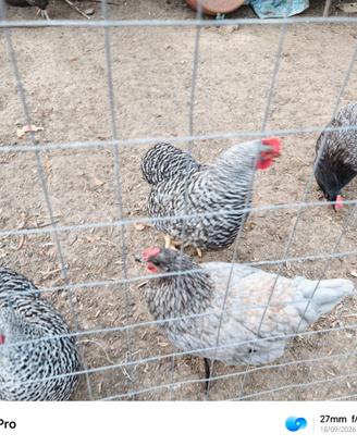 Galline