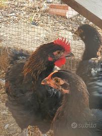 Galline marans