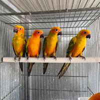 Pappagalli conuri del sole