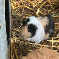 Cavia peruviana e merino