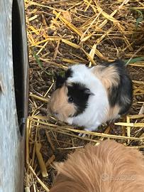 Cavia peruviana e merino
