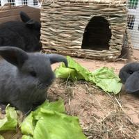 Coniglietti ariete blu di Vienna