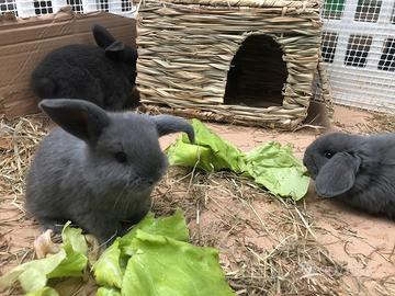 Coniglietti ariete blu di Vienna