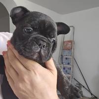 Bulldog francese