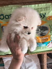 Mini Spitz tedesco toy