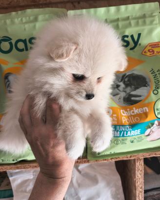 Mini Spitz tedesco toy
