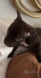 American pitbull terrier SUPER PEDIGREE