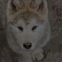 Alaskan Malamute