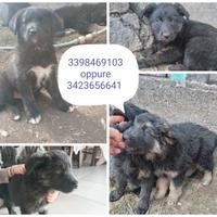 Cani incrociati pronti