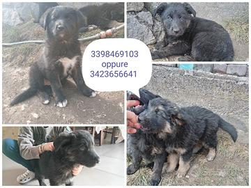 Cani incrociati pronti