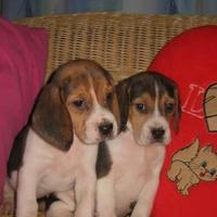 Cuccioli Beagle Tricolore Piccola Taglia