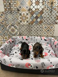 Bassotto nano Arlecchino cuccioli