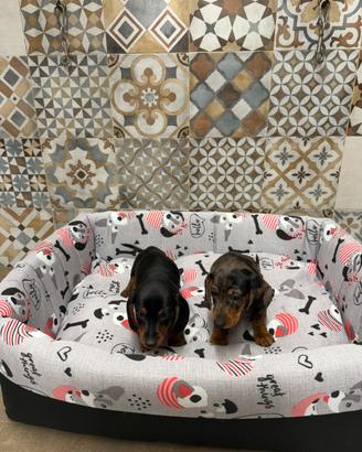 Bassotto nano Arlecchino cuccioli