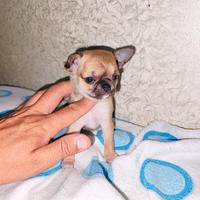 Cucciolo di chihuahua con pedigree