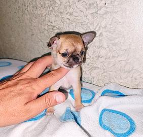 Cucciolo di chihuahua con pedigree