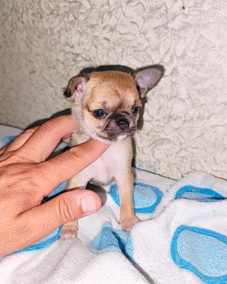 Cucciolo di chihuahua con pedigree