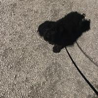 Barboncino nero di un anno