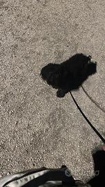 Barboncino nero di un anno