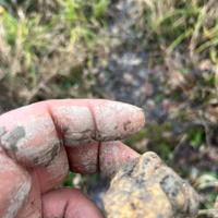 addestramento cane da tartufo 