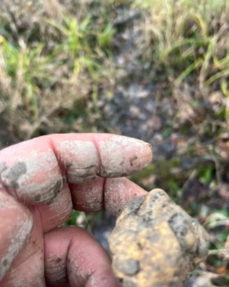 addestramento cane da tartufo 