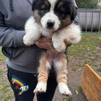 Pastore Australiano Femmina