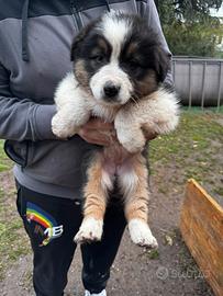 Pastore Australiano Femmina