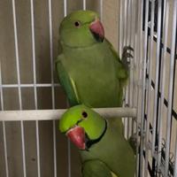 Parrocchetti dal collare