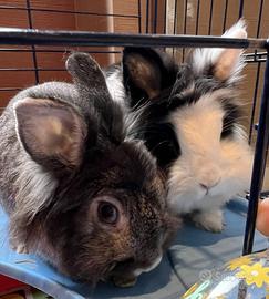 2 conigli nani + gabbia