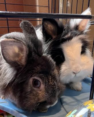 2 conigli nani + gabbia