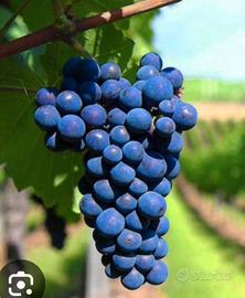 Spalliera di primitivo