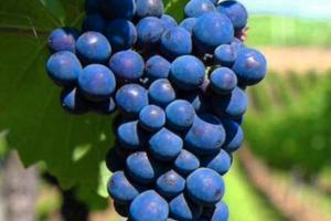 Spalliera di primitivo