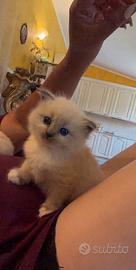 Cucciolo di ragdoll blu point