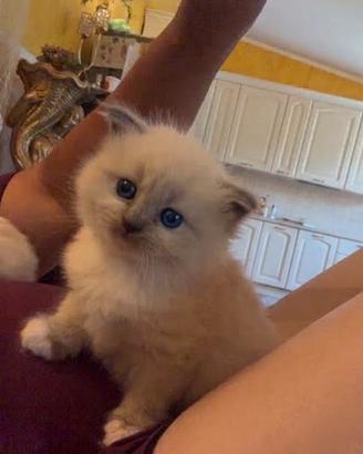 Cucciolo di ragdoll blu point