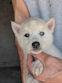Siberian Husky con pedigree enci