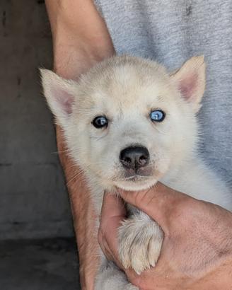 Siberian Husky con pedigree enci