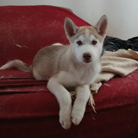 ULTIMA cucciola di husky con pedigree ENCI/FCI