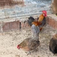 Polli nani ornamentali