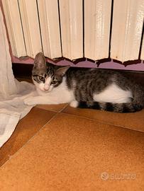 Gatti europei
