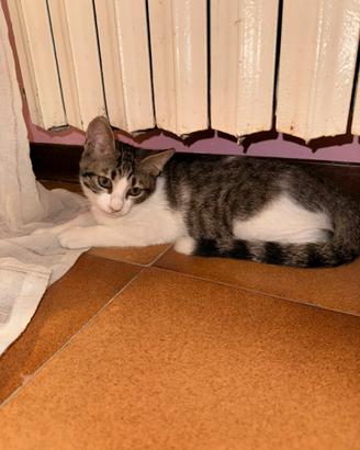Gatti europei
