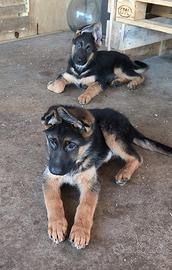 Cuccioli pastore tedesco